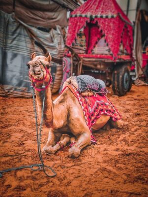 Pushkar Camel Festival © Jatin Manawat